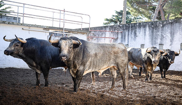 FERIA DES VENDANGES : LES TOROS SONT ARRIVÉS AUX CORRALS