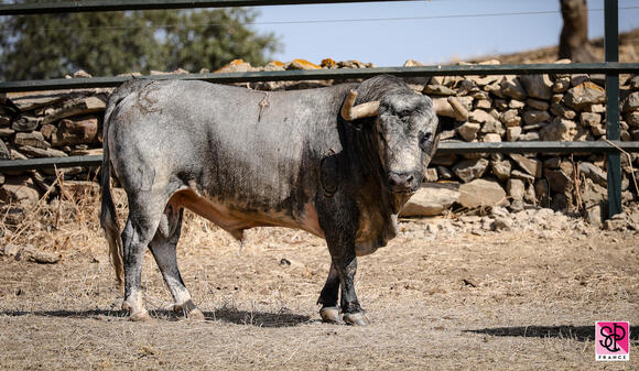 FERIA DES VENDANGES : LES TOROS DE LA QUINTA POUR LE SOLO DE DANIEL LUQUE