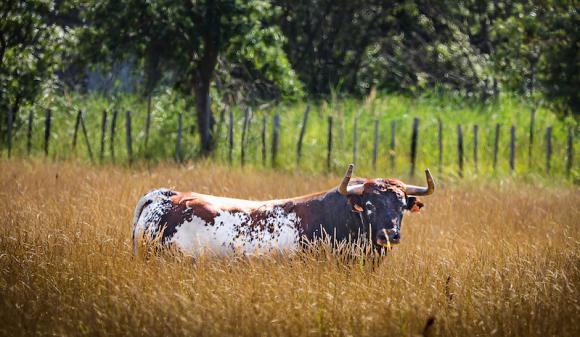 FERIA DES VENDANGES : À LA DÉCOUVERTE DES TOROS DE ROBERT MARGÉ