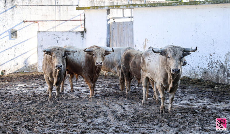 FERIA DES VENDANGES : SORTEO DE LA NOVILLADA DE TORREHANDILLA - SOBERBINA