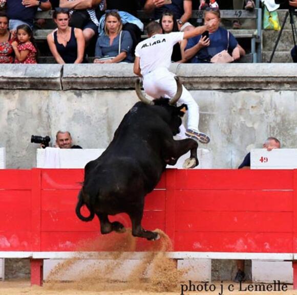 GRAND PRIX DE LA VILLE DE NÎMES : LE PLEIN D’ÉMOTIONS POUR LA COURSE CAMARGUAISE