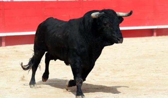 J -50 AVANT LA FERIA DE PENTECÔTE : LES TOROS DE FERMÍN BOHÓRQUEZ DÉJÀ DANS LE RYTHME DE LA TEMPORADA