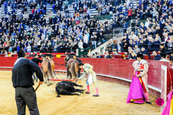 TEMPORADA : SÉBASTIEN CASTELLA TRIOMPHATEUR A VALENCIA FACE A UN GRAND TORO DE JANDILLA