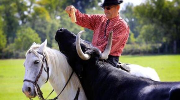 BOUVINE : LA CAMARGUE PLEURE LA DISPARITION D’ALBERT CHAPELLE