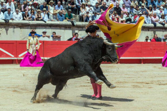 REVUE DE PRESSE : JUAN PEDRO DOMECQ ANNONCE UNE SEULE CORRIDA EN FRANCE EN 2019