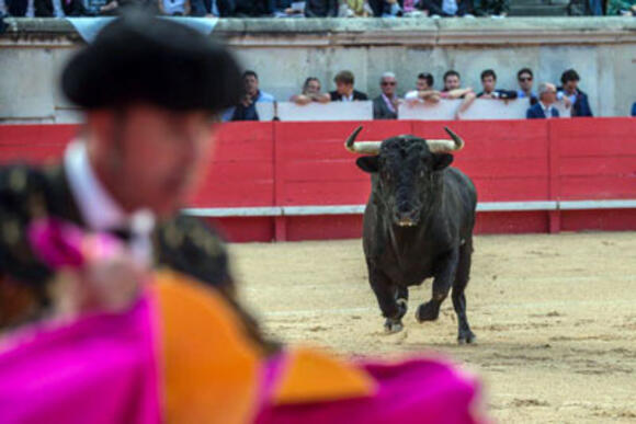 OBJECTIF FERIA DES VENDANGES : NÚÑEZ DEL CUVILLO MAINTIENT SON CARTEL