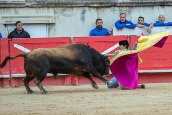 FERIA DE PENTECÔTE : BILAN DES LOTS DE TOROS EN CORRIDAS