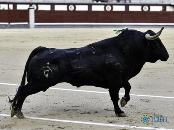 TOP 10 DES GANADERÍAS : FUENTE YMBRO MAINTIENT SON RANG