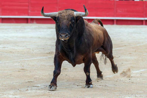 OBJECTIF FERIA DES VENDANGES : LE COUP D’ÉCLAT MONTOIS DES TOROS DE FUENTE YMBRO