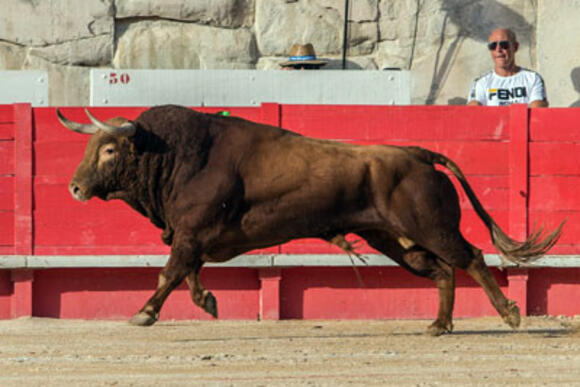 FERIA DES VENDANGES : FUENTE YMBRO A LA RELANCE