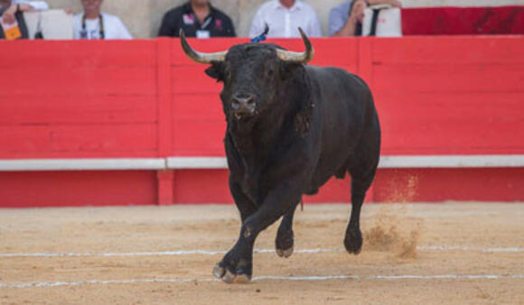 J -23 AVANT LA FERIA DES VENDANGES : UN JANDILLA DE CLASSE DANS LA MULETA DE MANZANARES AU PUERTO DE SANTA MARÍA