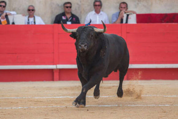 OBJECTIF FERIA DE PENTECÔTE : LE SACRE DU PRINTEMPS DE JANDILLA