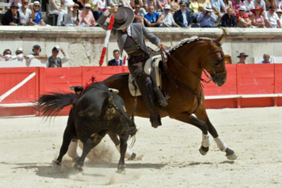 OBJECTIF FERIA DES VENDANGES : EL CAPEA, STAR DES TOROS POUR LE REJONEO