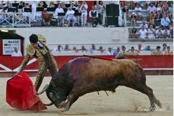 OBJECTIF FERIA DES VENDANGES : LA GRANDE SEMAINE DES TOROS DE ROBERT MARGÉ