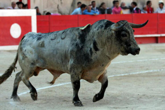 OBJECTIF FERIA DES VENDANGES : LES TOROS DE MARGÉ TRIOMPHENT A BÉZIERS