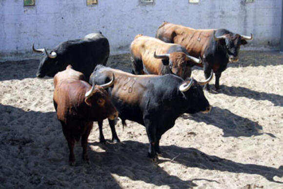 FERIA DES VENDANGES : LES TOROS SONT ARRIVÉS AUX CORRALS