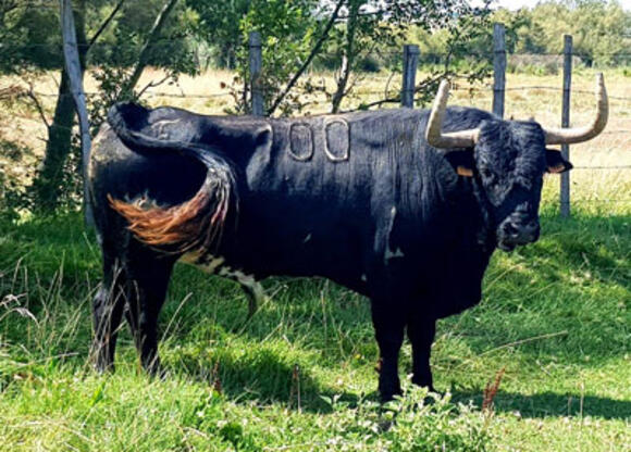 CAMPO : PRÉSENTATION DES TOROS DE MARGÉ POUR LA FERIA DES VENDANGES