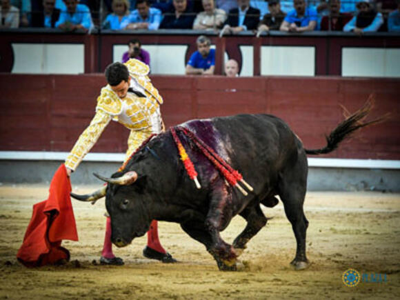 OBJECTIF FERIA DE PENTECÔTE : UN GRAND TORO DE JUAN PEDRO DOMECQ A MADRID