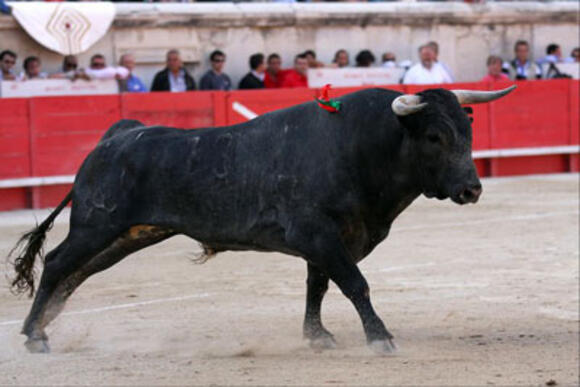 PATRIMOINE TAURIN : LE SÉNAT ESPAGNOL RECONNAÎT « LA VALEUR DE LA CHASSE ET DE LA TAUROMACHIE »