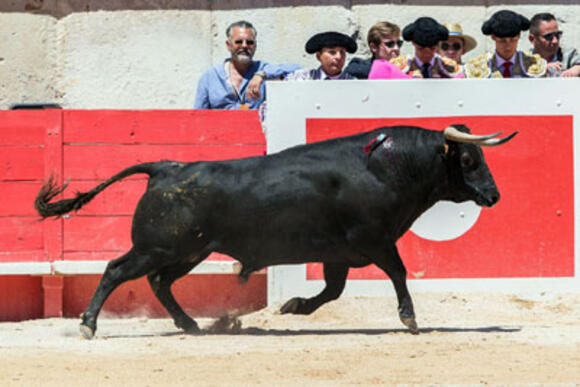 FERIA DE PENTECÔTE : BILAN GANADERO DE LA NOVILLADA DE LA CAPE D’OR