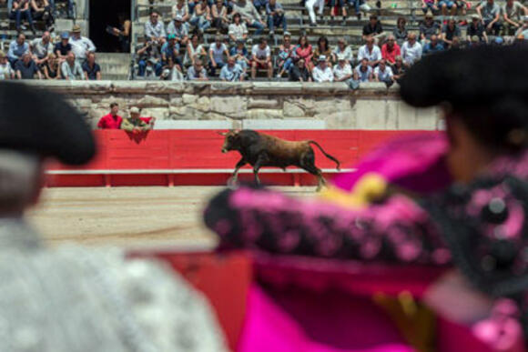 FERIA DE PENTECÔTE : LA CAPE D’OR CÔTÉ BÉTAIL