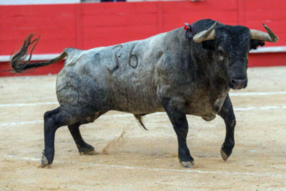 FERIA DE PENTECÔTE : PALMARÈS DES LOTS DE TOROS