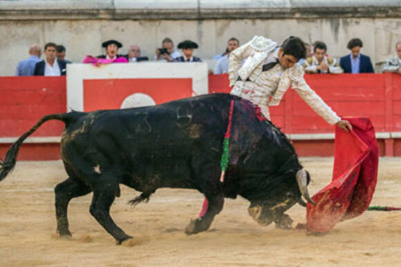 FERIA DES VENDANGES : LA PORTE DES CONSULS S’OUVRE A SÉBASTIEN CASTELLA ET MIGUEL ÁNGEL PERERA, QUI GRACIE UN TORO DE GARCIGRANDE