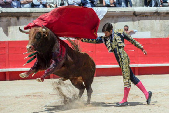 FERIA DES VENDANGES : SIX ÉLEVAGES FRANÇAIS EN LICE POUR LA NOVILLADA D’OUVERTURE