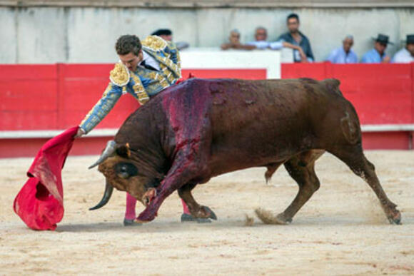 FERIA DES VENDANGES : LA PREMIÈRE OREILLE POUR ADRIEN SALENC FACE A UN NOVILLO DE VUELTA DE PAGÈS-MAILHAN, BLESSURE DE DIEGO SAN ROMÁN