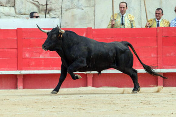 FERIA DES VENDANGES : LE BILAN GANADERO