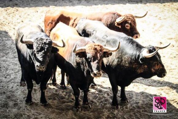 FERIA DES VENDANGES : LES TOROS SONT ARRIVÉS