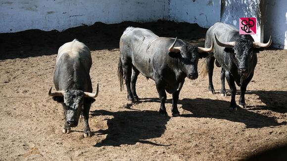 FERIA DES VENDANGES : LES TOROS SONT ARRIVÉS AUX CORRALS