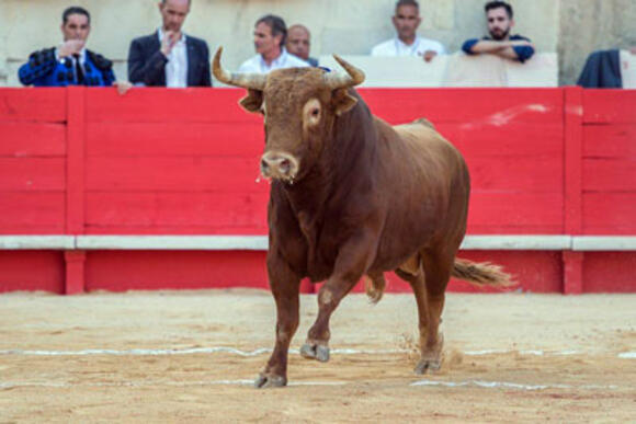 LA CORRIDA DU JOUR : JANDILLA, L'ÉTOILE DE LA RENOMMÉE