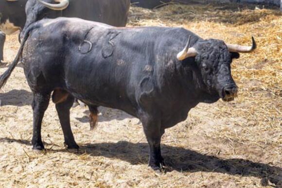 FERIA DE PENTECÔTE : LES TOROS SONT AUX CORRALS