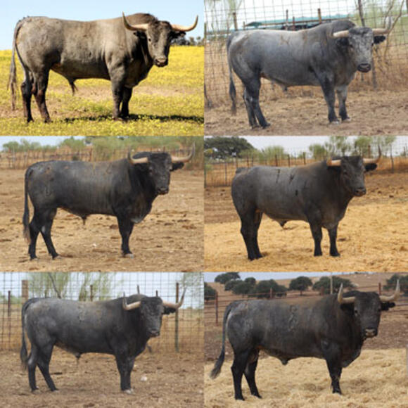 CAMPO : LES TOROS DE VICTORINO MARTÍN POUR LA FERIA DES VENDANGES