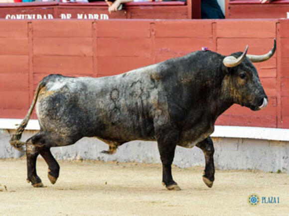 OBJECTIF FERIA DE PENTECÔTE : LE SÉRIEUX DES VICTORINO MARTÍN A MADRID