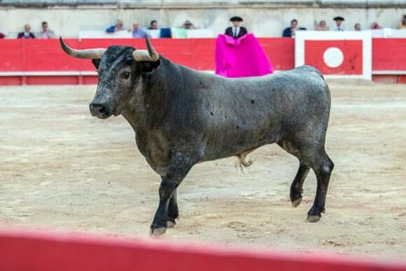 TEMPORADA : VICTORINO MARTÍN ET EMILIO DE JUSTO AU PALMARÈS DE LA FERIA DE CALI