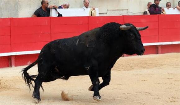 J -40 AVANT LA FERIA DE PENTECÔTE : LES TOROS DE FERMÍN BOHÓRQUEZ TÉMOINS DU TRIOMPHE DE LÉA VICENS