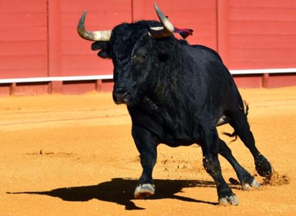 OBJECTIF FERIA DE PENTECÔTE : FERMÍN BOHÓRQUEZ, UNE VALEUR SÛRE