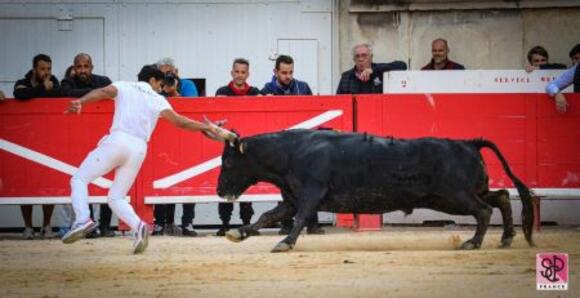 FERIA DE PENTECÔTE : UNE GRANDE ROYALE DE SAUMADE POUR L’OUVERTURE