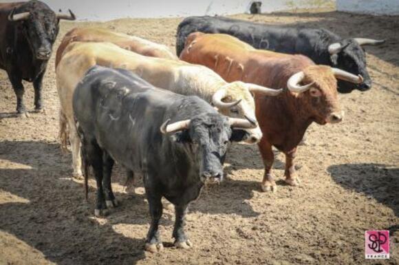 FERIA DE PENTECÔTE : SORTEO DE LA CORRIDA DE NÚÑEZ DEL CUVILLO