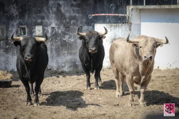 FERIA DE PENTECÔTE : LES TOROS SONT ARRIVÉS AUX CORRALS