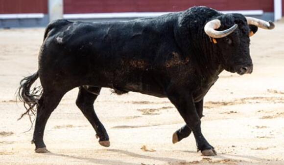 J -40 AVANT LA FERIA DES VENDANGES : EL CAPEA, DES TOROS POUR L’EXCELLENCE ÉQUESTRE