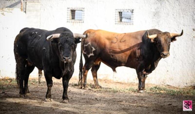 FERIA DES VENDANGES : SORTEO DE LA CORRIDA DE JANDILLA