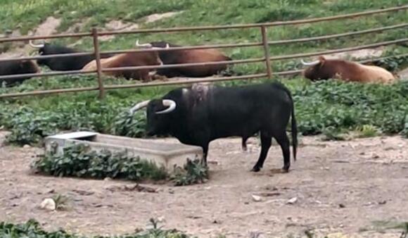 J -42 AVANT LA FERIA DE PENTECÔTE : JUAN PEDRO DOMECQ REVIENT SUR LE DEVANT DE LA SCÈNE