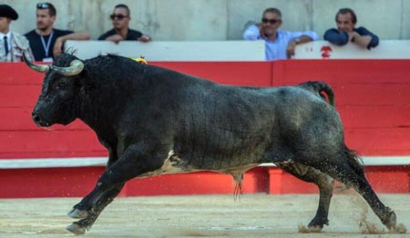 FERIA DES VENDANGES : ORDRE DE SORTIE DE LA CORRIDA DE LA QUINTA