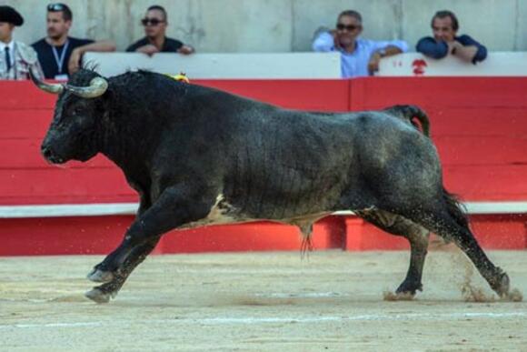 TOROS À NÎMES : L’HISTOIRE DE L’ÉLEVAGE DE LA QUINTA DANS L’AMPHITHÉÂTRE GARDOIS