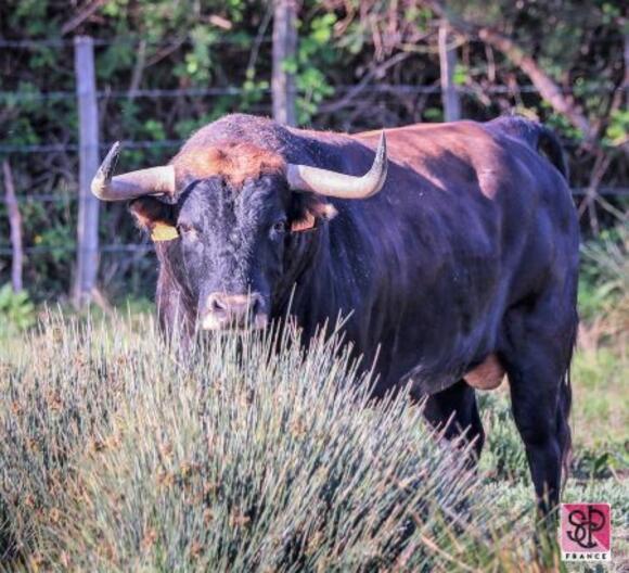 FERIA DE PENTECÔTE : LE LOT DE ROBERT MARGÉ, DES TOROS DE RESPECT