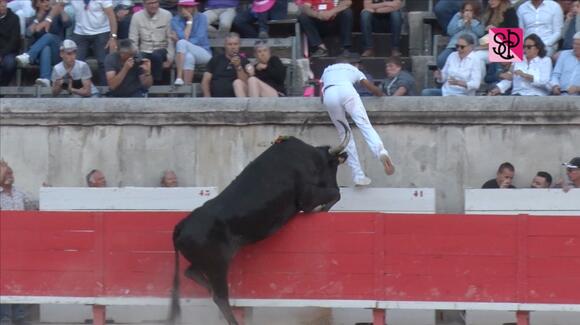 FERIA DE PENTECÔTE : RÉSUMÉ VIDÉO DE LA COURSE CAMARGUAISE