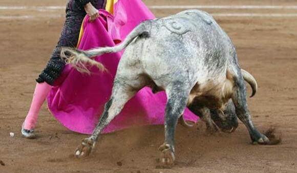 J -42 AVANT LA FERIA DES VENDANGES : LA QUINTA, DES TOROS DE TEMPÉRAMENT